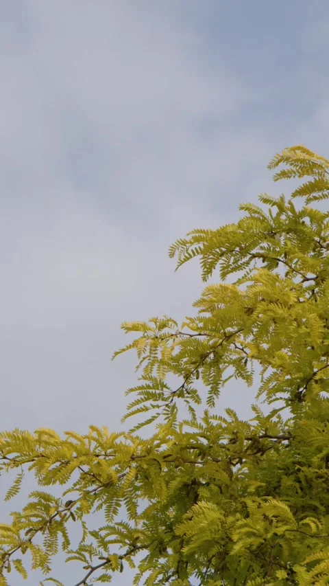 Yellow Autumn Tree Branches Swaying Against a Cloudy Sky in Paris Stock Footage 334698136