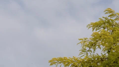 Yellow Autumn Tree Branches Swaying Against a Cloudy Sky in Paris Stock Footage 334829108