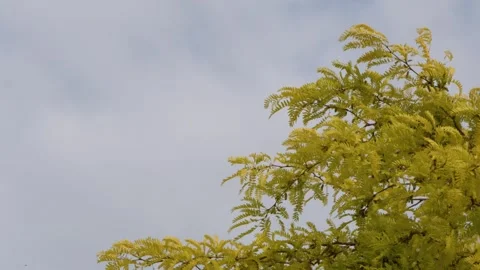Yellow Autumn Tree Branches Swaying Against a Cloudy Paris Sky Stock Footage 335359108