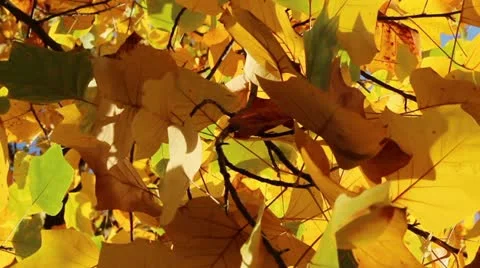 Yellow autumn tree close up Stock Footage 12420532