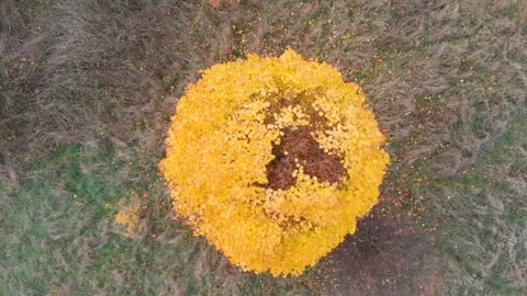 Yellow, autumn tree with falling golden leaves standing alone on a wage. Shot fr Video stock 106524974