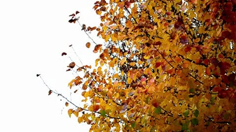 Yellow Autumn Tree Video stock 8990614