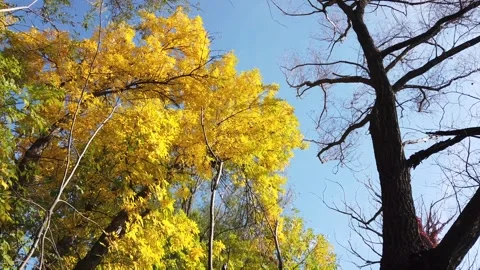 Yellow autumn tree Stock Footage 141818379