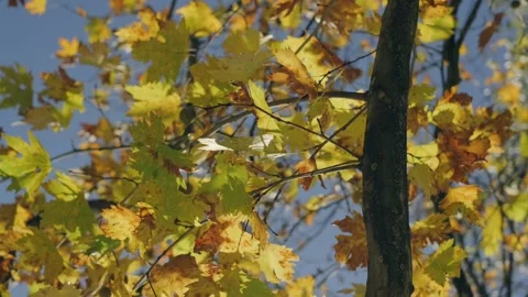 Yellow autumn tree Stock Footage 219613414