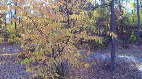 Yellow autumn tree in a forest. Camera  around. Aerial view Stock Footage 42897365