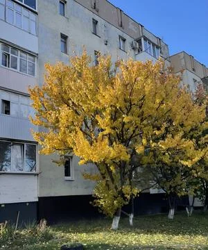 Yellow autumn tree in front of Soviet apartment building residential scene Stock Photos
