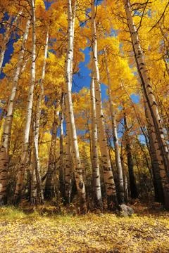 Yellow autumn tree Stock Photos