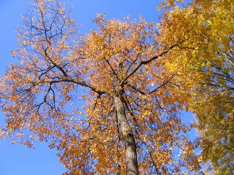Yellow autumn tree Foto stock