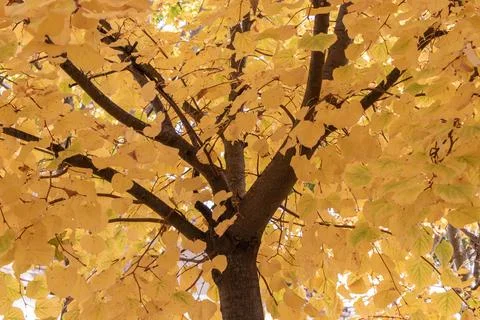 Yellow autumn tree Stock Photos