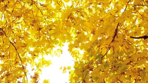 Yellow autumn trees close up Stock Footage 97064375