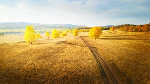 Yellow autumn trees in a field at sunset. Country road between the trees. Stock Footage 249958984