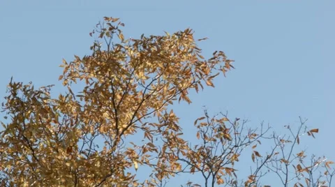 Yellow Autumn Trees Stock Footage 46227542