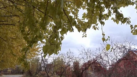 Yellow Autumn Trees Video stock 106754688