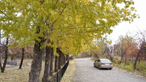 Yellow Autumn Trees Video stock 106754720