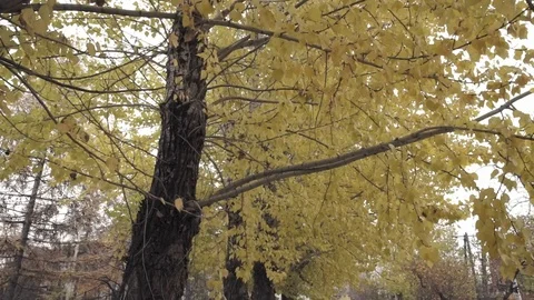 Yellow Autumn Trees Video stock 106754748