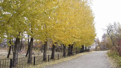 Yellow Autumn Trees Video stock 106754840