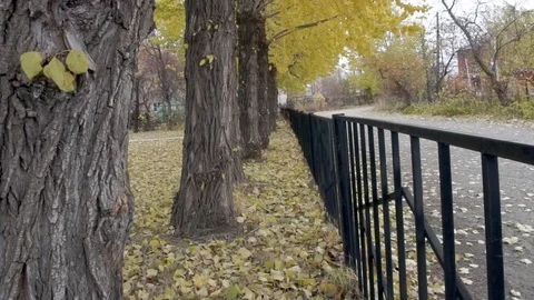 Yellow Autumn Trees Video stock 106754978