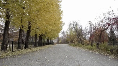 Yellow Autumn Trees Video stock 106755066