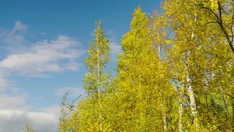 Yellow autumn trees Stock Footage 219679595