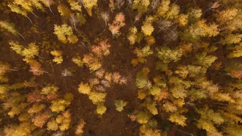 Yellow autumn trees in a forest at sunset. Stock Footage 219320421