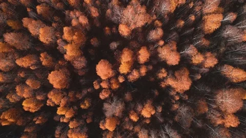 Yellow autumn trees in a forest at sunset. Stock Footage 219323485