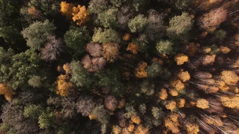 Yellow autumn trees in a forest at sunset. Stock Footage 219325901