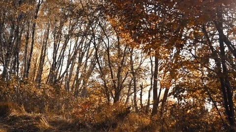 Yellow autumn trees in the sun Stock Footage 118211491