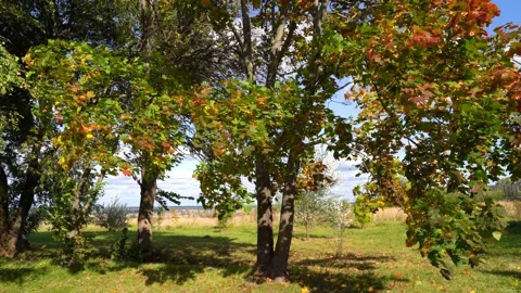 Yellow autumn trees under blue sky Stock Footage 142467120
