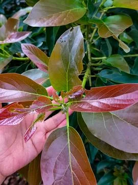 Yellow avocado tree Stock Photos