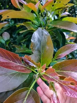 Yellow avocado tree Stock Photos