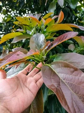 Yellow avocado tree Stock Photos