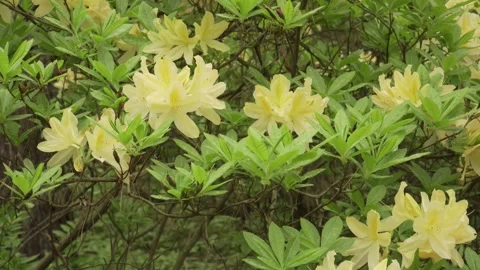 Yellow azalea blooming in spring garden with vertical pan Stock Footage 346257363