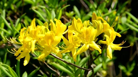 Yellow azalea flower Stock Footage 58493477