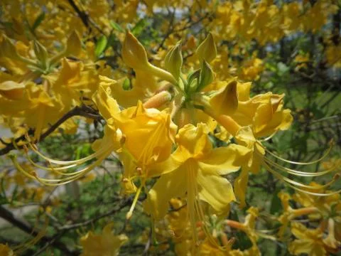 Yellow Azalea Stock Photos