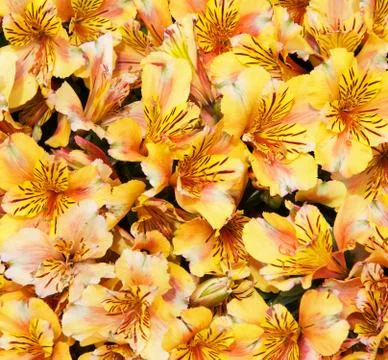 Yellow azaleas Stock Photos