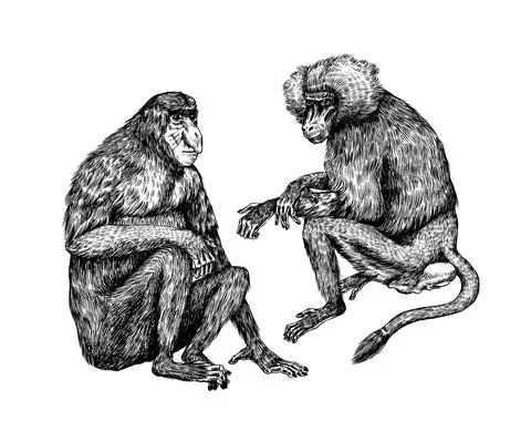 Yellow baboon and Proboscis monkey or long nosed animal in vintage style. Hand Stock Illustration