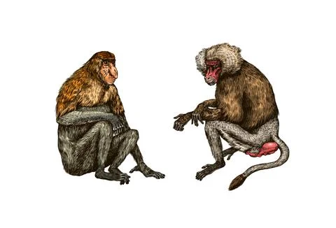 Yellow baboon and Proboscis monkey or long nosed animal in vintage style. Hand Stock Illustration
