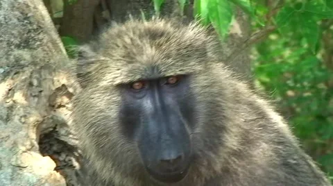 Yellow baboon looks around, Uganda Vídeos de archivo 44333538