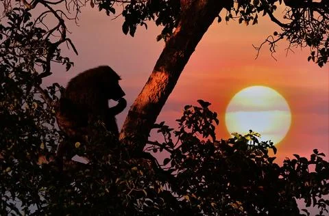 Yellow baboon at sunset Foto stock