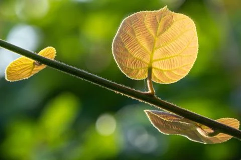 Yellow Back Lighted Leaf Green Stock Photos