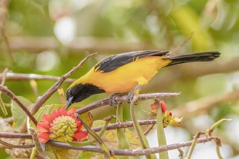 A yellow-backed oriole perched on a basul tree Stock-Fotos