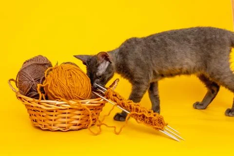 On a yellow background is a basket with woolen threads for knitting, started  Stock Photos