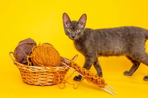 On a yellow background is a basket with woolen threads for knitting, started  Stock Photos