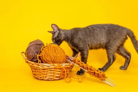 On a yellow background is a basket with woolen threads for knitting, started  Stock Photos