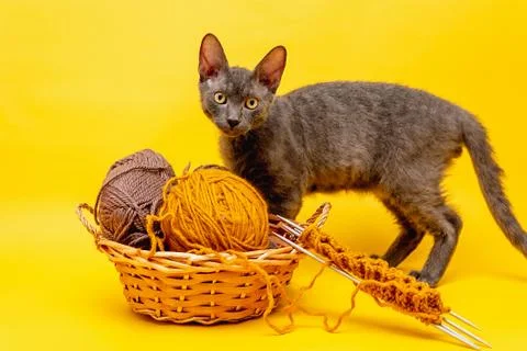 On a yellow background is a basket with woolen threads for knitting, started  Stock Photos