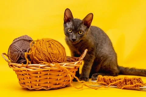On a yellow background is a basket with woolen threads for knitting, started  Stock Photos