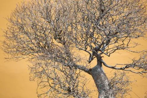 Yellow background with a bonsai Stock Photos