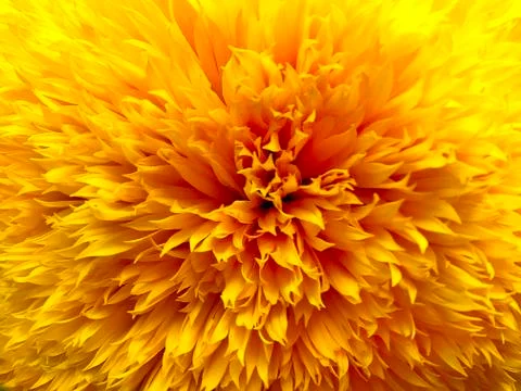 Yellow background - decolorized sunflower. Stock Photos