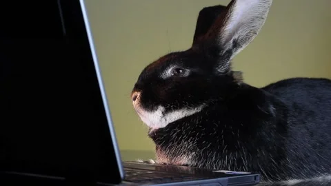 On a yellow background fluffy rabbit lies near the laptop Stock Footage 143644172