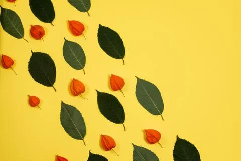 Yellow background with a pattern of fresh green leafs and physalis Stock Photos